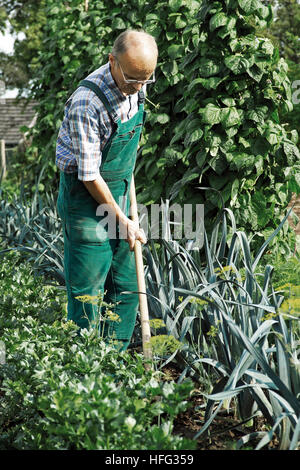 Älterer Mann arbeitet in einem Gemüsegarten Stockfoto