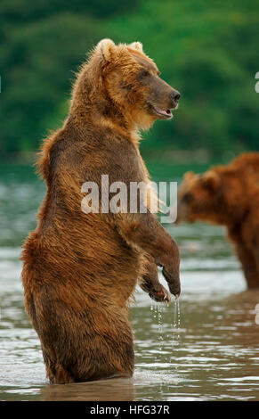 Braunbär (Ursus Arctos) stehend im Wasser, Kurilen See in Kamtschatka, Russland Stockfoto