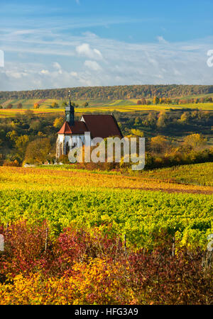 Weinberge im Herbst, Wallfahrtskirche Maria Im Weingarten, buntes Laub, Volkach bin Main, Unterfranken, Franken Stockfoto