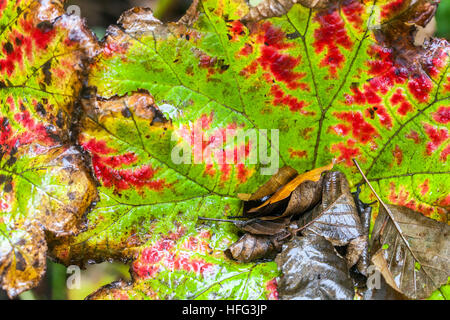Riesige Pestwurz Blätter Petasites Japonicus groß im Herbst Farbe Stockfoto