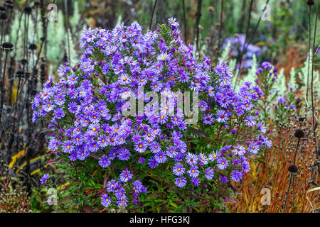 Aster dumosus, buschiger Aster im Herbstgarten Michaelmas Gänseblümchen farbenfrohe Herbstblumen-Bordüre Asters Stockfoto