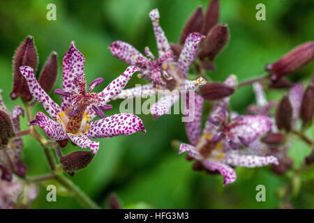 Tricyrtis Hirta, die Kröte Lilie oder haarige Kröte Lilie Stockfoto