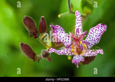 Tricyrtis Hirta, die Kröte Lilie oder haarige Kröte Lilie Stockfoto