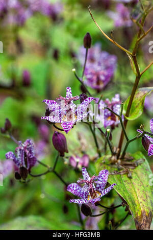 Tricyrtis Hirta, die Kröte Lilie oder haarige Kröte Lilie Stockfoto