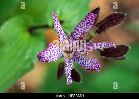 Tricyrtis Hirta, die Kröte Lilie oder haarige Kröte Lilie Stockfoto