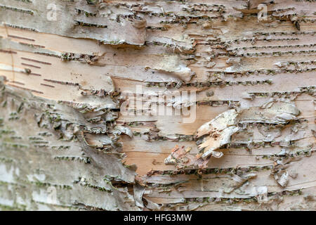 Betula Papyrifera, White Birch, Detail der Rinde Stockfoto