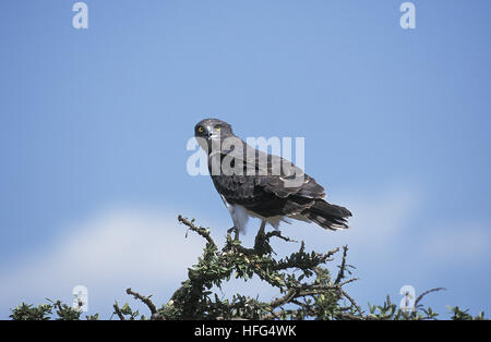 Martial Adler, monotypisch Bellicosus Erwachsenen stehen auf Ast, Masai Mara-Park in Kenia Stockfoto