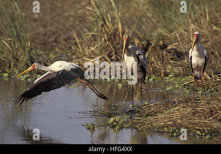 Gelb in Rechnung Storch, Mycteria Ibis, Erwachsenen während des Fluges, Ausziehen aus Sumpf, Masai Mara-Park in Kenia Stockfoto