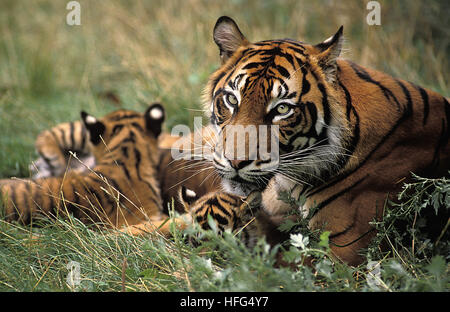 Sumatra-Tiger, Panthera Tigris Sumatrae, Mutter und Jungtier Stockfoto