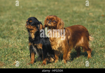 King Charles Spaniel Hund Stockfoto