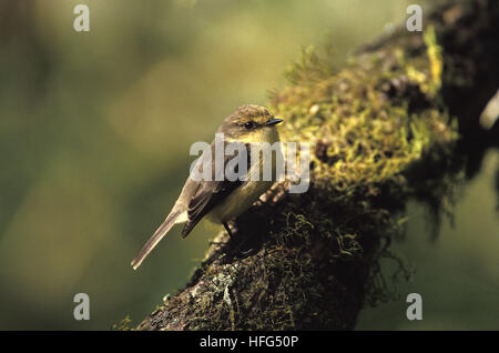 Zinnober Flycatcher, Pyrocephalus Rubinus, Weiblich, Galapagos-Insel Stockfoto