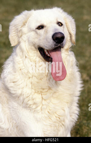 Kuvasz Hund, Portrait mit Zunge heraus Stockfoto