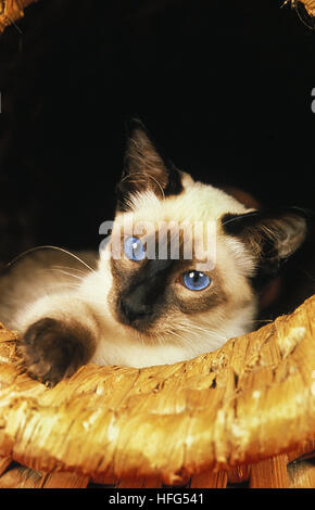 Balinesische Hauskatze, stehend im Korb Stockfoto