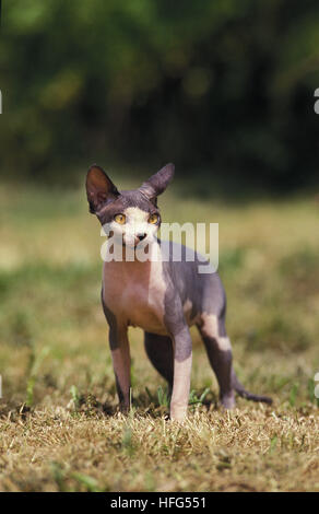 Sphynx Katzen, eine Rasse der Hauskatze ohne Haare Stockfoto