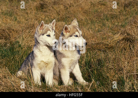 Siberian Husky Welpen sitzen auf dem Rasen Stockfoto