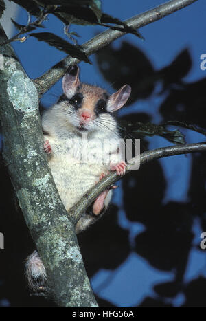 Garten Siebenschläfer, Eliomys Quercinus, Erwachsenen stehen auf Ast Stockfoto