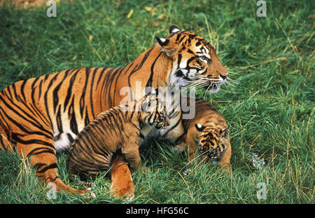 Sumatra-Tiger, Panthera Tigris Sumatrae, Mutter und Jungtier Stockfoto