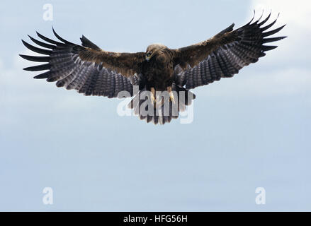 Tawny Adler, Aquila Rapax, Erwachsenen während des Fluges, Masai Mara-Park in Kenia Stockfoto