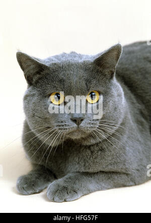 Chartreux Domestic Cat vor weißem Hintergrund Stockfoto