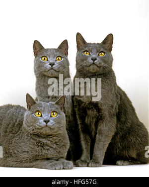 Chartreux Domestic Cat vor weißem Hintergrund Stockfoto