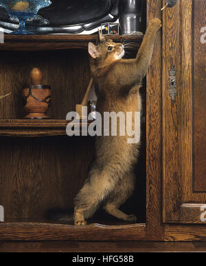 Somalische Hauskatze, Erwachsenen stehen auf Hind Beine, spielen Stockfoto