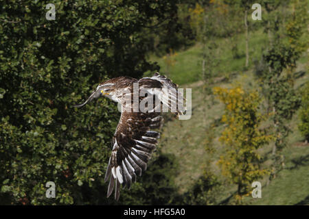 Mäusebussard Buteo Buteo, Erwachsene im Flug Stockfoto