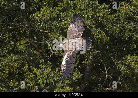 Gänsegeier, abgeschottet Fulvus, Erwachsenen im Flug Stockfoto