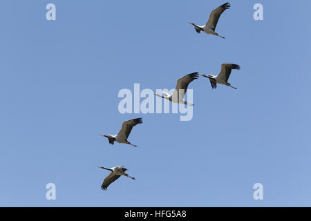 Demoiselle Kran Anthropoides Virgo, Jungvögel im Flug Stockfoto