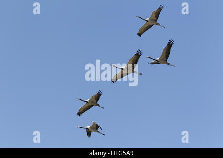 Demoiselle Kran Anthropoides Virgo, Jungvögel im Flug Stockfoto