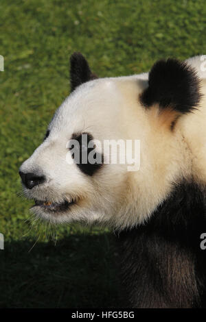 Großer Panda, Ailuropoda Melanoleuca, Porträt von Erwachsenen Stockfoto