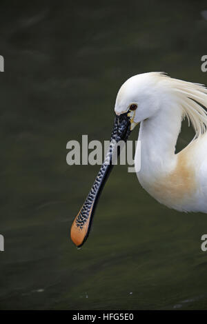 Löffler, Platalea Leucorodia, Erwachsene Stockfoto