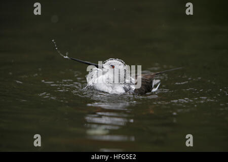 Stelzenläufer Himantopus Himantopus, Erwachsenen Bad, Pyrenäen in Südfrankreich Stockfoto