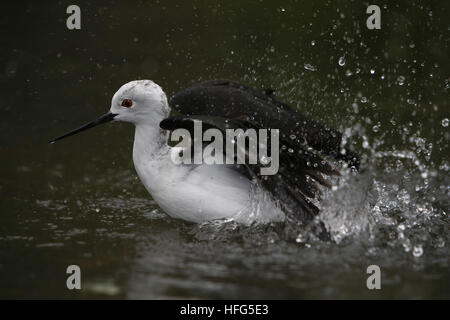 Stelzenläufer Himantopus Himantopus, Erwachsenen Bad, Pyrenäen in Südfrankreich Stockfoto