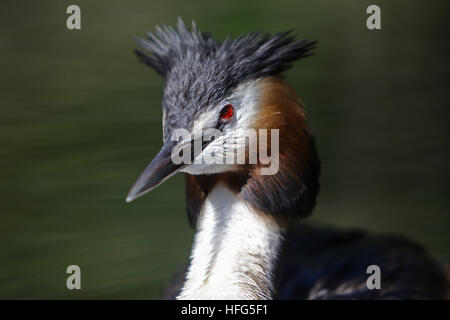 Haubentaucher, Podiceps Cristatus, Porträt von Erwachsenen Pyrenäen in Südfrankreich Stockfoto