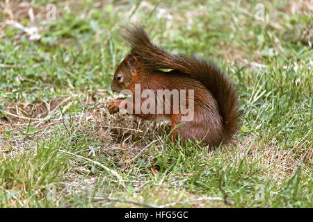 Eichhörnchen Sciurus Vulgaris, Erwachsenen stehen auf Rasen, Auvergne in Frankreich Stockfoto