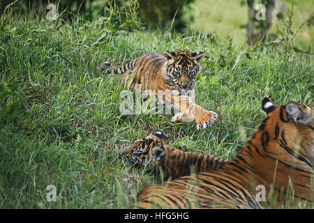 Sumatra-Tiger, Panthera Tigris Sumatrae, Mutter und Jungtier Stockfoto