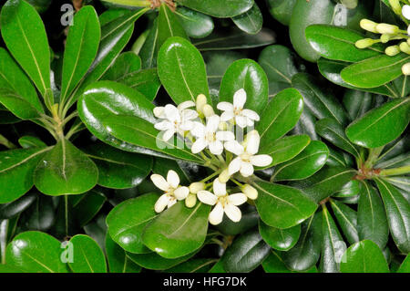 Japanische Cheesewood (Pittosporum Toriba). Turo del Putget Park, Barcelona, Katalonien, Spanien Stockfoto