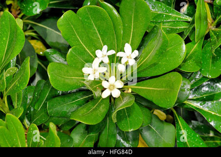 Japanische Cheesewood (Pittosporum Toriba). Turo del Putget Park, Barcelona, Katalonien, Spanien Stockfoto