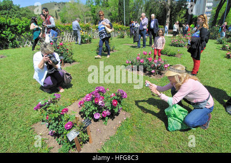 Rosen-Wettbewerb. Cervantes-Park, Parc de Cervantes, Pedralbes Viertel, Bezirk Les Corts, Barcelona, Katalonien, Spanien Stockfoto