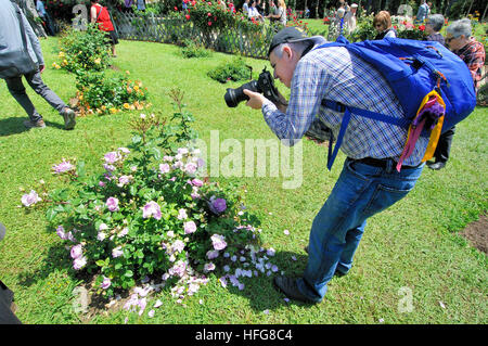 Rosen-Wettbewerb. Cervantes-Park, Parc de Cervantes, Pedralbes Viertel, Bezirk Les Corts, Barcelona, Katalonien, Spanien Stockfoto