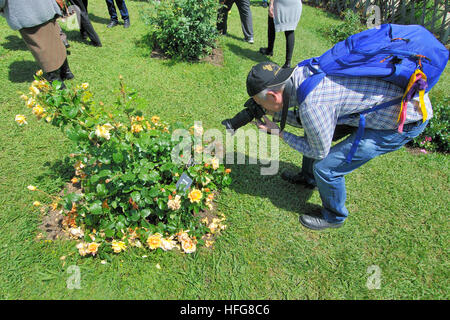 Rosen-Wettbewerb. Cervantes-Park, Parc de Cervantes, Pedralbes Viertel, Bezirk Les Corts, Barcelona, Katalonien, Spanien Stockfoto