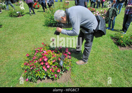 Rosen-Wettbewerb. Cervantes-Park, Parc de Cervantes, Pedralbes Viertel, Bezirk Les Corts, Barcelona, Katalonien, Spanien Stockfoto