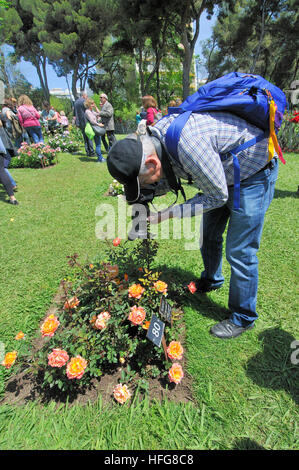 Rosen-Wettbewerb. Cervantes-Park, Parc de Cervantes, Pedralbes Viertel, Bezirk Les Corts, Barcelona, Katalonien, Spanien Stockfoto