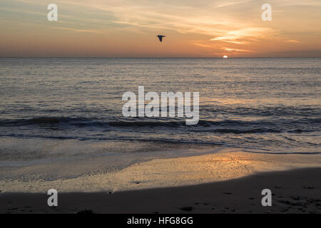 Sonne, spähen über Horizont bei Sonnenaufgang in der Bucht mit Vogel Stockfoto
