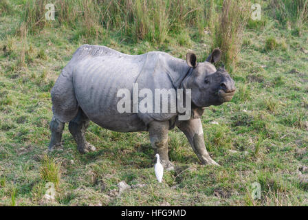 Kaziranga Nationalpark: Panzernashorn (Rhinoceros Unicornis), Assam, Indien Stockfoto
