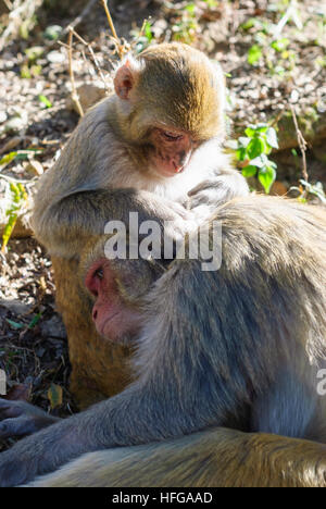 Darjeeling: Rhesus-Affen (Macaca Mulatta), lousing, West-Bengalen, Westbengalen, Indien Stockfoto