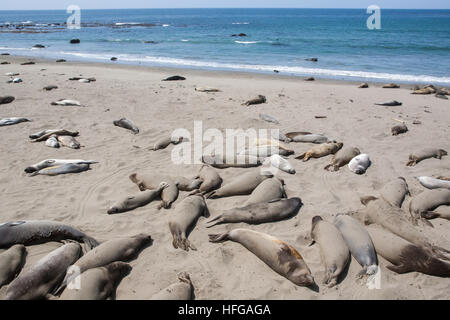 See-Elefanten Häutung am Strand von Piedras Blancas, White Rocks.National Highway 1, Pacific Coast Highway, PCH, California,U.S.A. Stockfoto