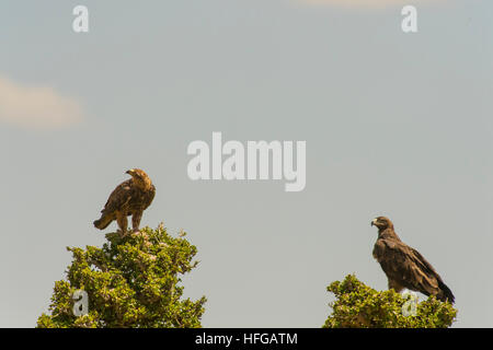 Zwei Tawny Adler thront auf Baum Stockfoto