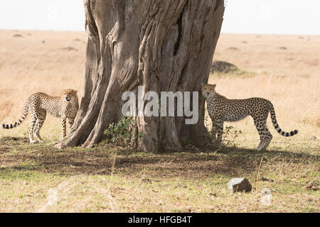 Geparden Mutter und Jungtier neben Würgefeige Baum Stockfoto