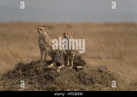 Geparden Mutter und jungen Stockfoto